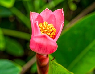 Close-up of a vibrant pink flower (3)