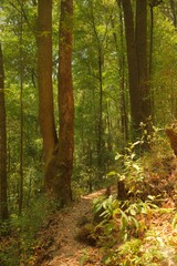 Fototapeta premium Sunlit Woodland Trails and Creek in a Lush Green Forest, Vertical Views