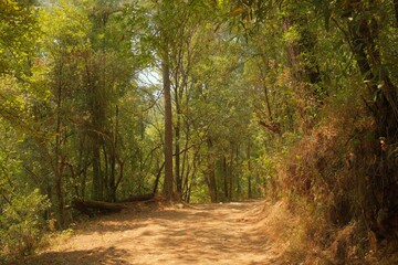 Naklejka premium Dusty Country Road Leading Into Green Forest Under Clear Sky, Vertical View