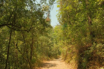 Dusty Country Road Leading Into Green Forest Under Clear Sky, Vertical View