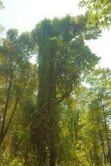 Tall Tree Wrapped in Dense Vines in a Green Forest, Vertical Portrait