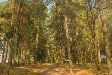 Sunlit forest path winding through tall pine trees, warm golden-hour tones and dappled light. Natural background for travel, hiking and wellness themes; wide horizontal view with copy space.