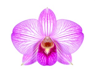 Fototapeta premium Close-up of a vibrant pink orchid