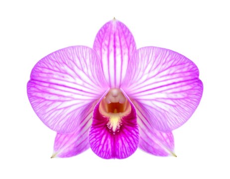 Close-up of a vibrant pink orchid - Powered by Adobe