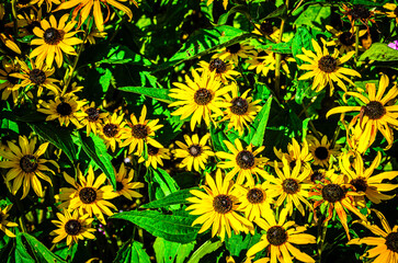 Close-up of  black eyed susan flowers with yellow petals