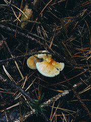 mushrooms on a tree