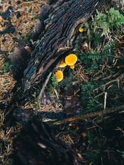 autumn in the forest