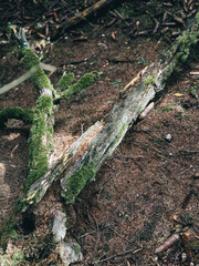 old tree stump