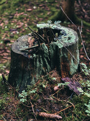 old stump in the forest