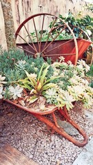 Wagon wheel with succulents