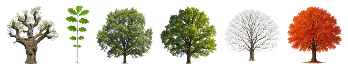 Obraz premium Tree set including young sapling, old gnarled tree, spring, summer, bare winter, and autumn trees isolated. Nature and seasonal growth collection.
