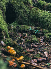 moss covered rocks