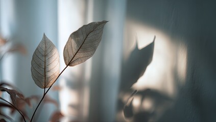 Two dried leaves from a houseplant cast an elongated shadow on a wall, backlit by soft sunlight filtering through a sheer curtain. The muted tones create a serene atmosphere