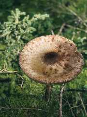 mushroom in the grass