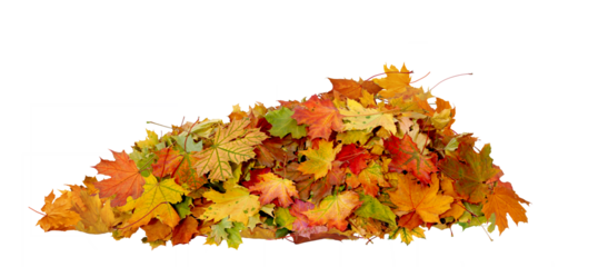  Autumn Maple Leaves Stack. Heap of Colorful Fall Leaves Isolated On Transparent Background
