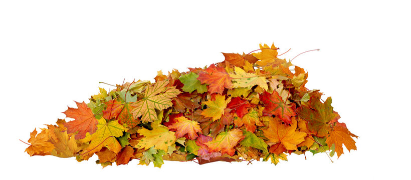  Autumn Maple Leaves Stack. Heap of Colorful Fall Leaves Isolated On Transparent Background
