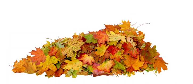  Autumn Maple Leaves Stack. Heap of Colorful Fall Leaves Isolated On Transparent Background

