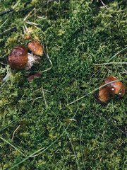 mushrooms in the forest