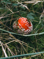 fly agaric mushroom