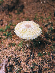 fly agaric mushroom