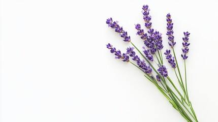 Obraz premium Purple lavender flowers on white background