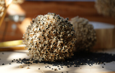Close up of black seeds in a natural sunlight. 