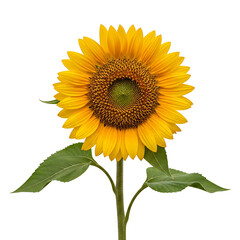 Fototapeta premium Vibrant Sunflower Blossom with Green Leaves Isolated on White Background,yellow,petals