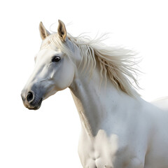 Majestic White Horse Headshot Elegant Equine Portrait on Background