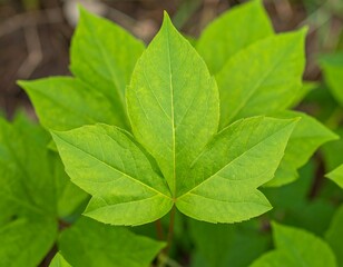 Fototapeta premium Close-up of vibrant green leaves (5)
