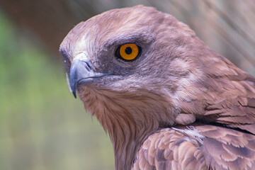 Portrait of a hawk at the zoo