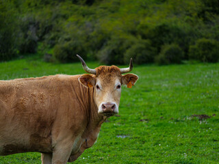 Brown cow standing on green field