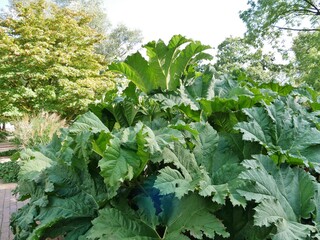 Mammutblatt, Gunnera manicata, Riesen-Rhabarber 