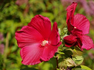 Hibiskus - Eibisch -rote Blüte © Clarini