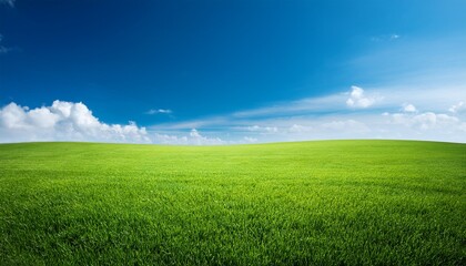 Naklejka premium Green Grass Field With Blue Skybackground