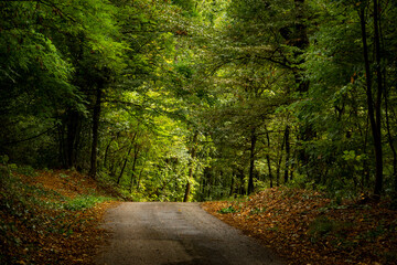 Forest road in early autumn