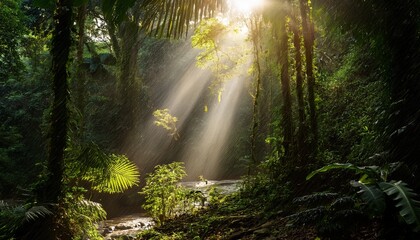 Fototapeta premium Enchanting Rainforest Illuminated By Sunbeams A Glimpse Into Nature S Lush Wilderness