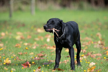 Fototapeta premium Portrait of a cute black Labrador puppy chewing a stick