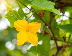 Close-up of a vibrant yellow flower on a vine