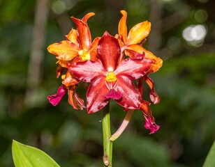 Close-up of vibrant orchid blossoms