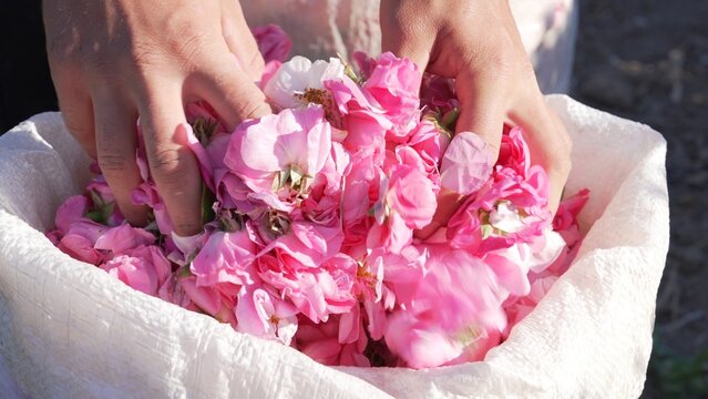 Rose Otto for essential oil. Woman Hands Harvesting a handful of rose petals in blooming season on a sunny day