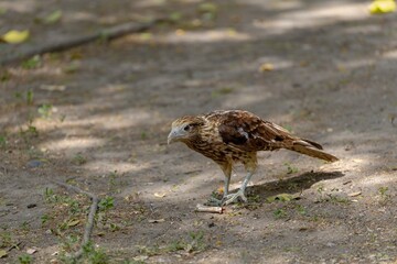 Yellow-headed caracara with a bone in the centenario park in Cartagena de Indias, Colombia