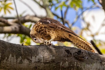 Yellow-headed caracara perching on a tree in the of Colombia 