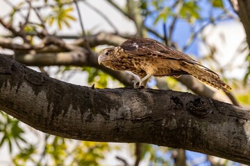 Yellow-headed caracara perching on a tree in the of Colombia 