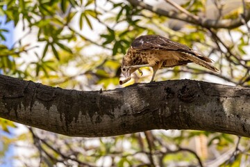 Yellow-headed caracara perching on a tree in the of Colombia 