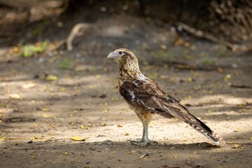 portrait of a Yellow-headed caracara on the ground in centenario park in  Cartagena de Indias