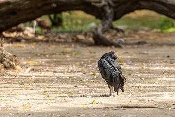 Black Vulture perching on the ground in Centario Park of Cartagena de Indias