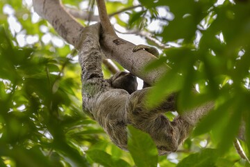 Brown-throated sloth in the wild of centenario park in Cartagena

