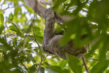 Brown-throated sloth in the wild of centenario park in Cartagena

