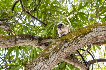 White-footed tamarin in the wilderness of Colombia