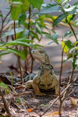 Green iguana on the ground in the wild of Colombia